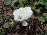 Amanita abrupta image