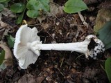 Amanita abrupta image