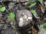 Russula variata image