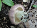 Russula variata image
