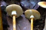 Amanita xerocybe image