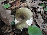 Russula variata image