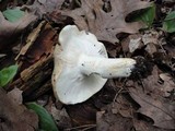 Russula variata image