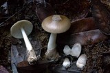 Amanita lanivolva image