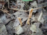 Clavariadelphus sachalinensis image
