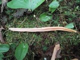 Clavariadelphus sachalinensis image