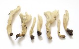 Clavulina rugosa image