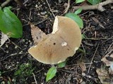 Boletus vermiculosus image