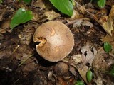 Boletus vermiculosus image