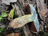 Boletus vermiculosus image