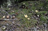 Cantharellus roseocanus image