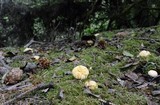 Cantharellus roseocanus image