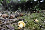 Cantharellus roseocanus image
