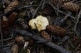 Cantharellus roseocanus image
