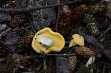Cantharellus roseocanus image