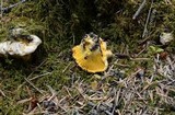 Cantharellus roseocanus image