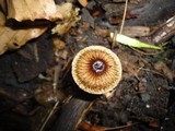 Crinipellis zonata image
