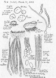 Tricharina ochroleuca image