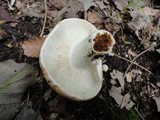 Russula compacta image