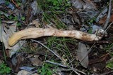 Clavariadelphus occidentalis image