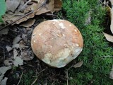 Russula compacta image