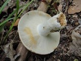 Russula compacta image