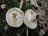 Russula compacta image