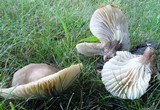 Lactarius gerardii image