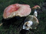 Russula pulchra image