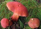Boletochaete bicolor image