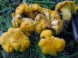 Cantharellus lateritius image