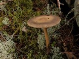 Amanita sect. Vaginatae image