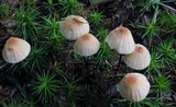 Marasmius siccus image