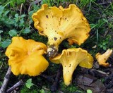 Cantharellus lateritius image