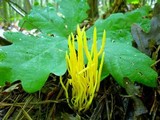 Clavulinopsis fusiformis image