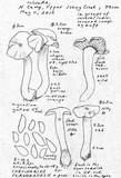 Cortinarius flavobasilis image