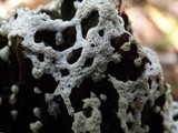 Ceratiomyxa fruticulosa var. fruticulosa image