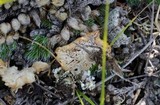 Polyporus cryptopus image