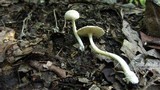 Amanita farinosa image