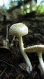 Amanita farinosa image