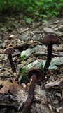 Inocybe tahquamenonensis image
