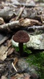 Inocybe tahquamenonensis image