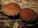 Psathyrella delineata image