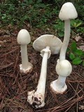 Amanita aestivalis image