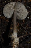 Amanita pekeoides image