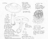 Agaricus moelleri image