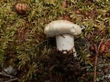Lactarius deceptivus image