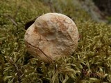 Lactarius deceptivus image