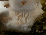 Lactarius deceptivus image
