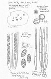 Trichophaea hybrida image